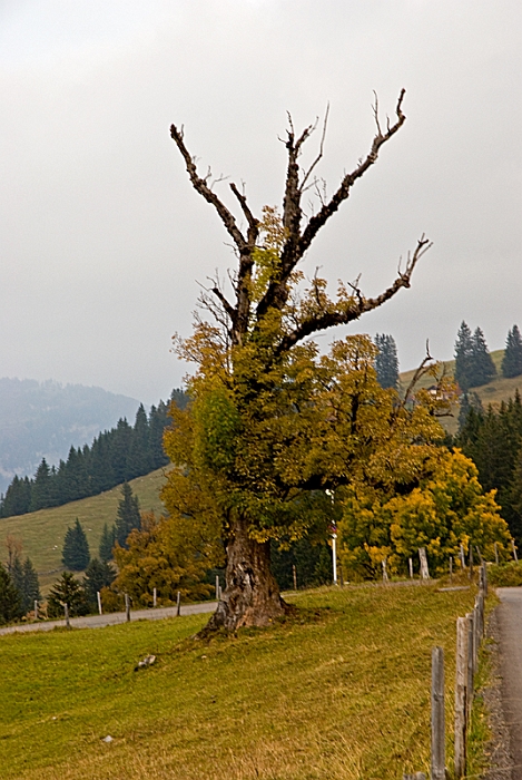 097_Alpy Szwajcarskie.jpg